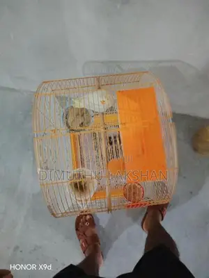 Cockatiel Bird