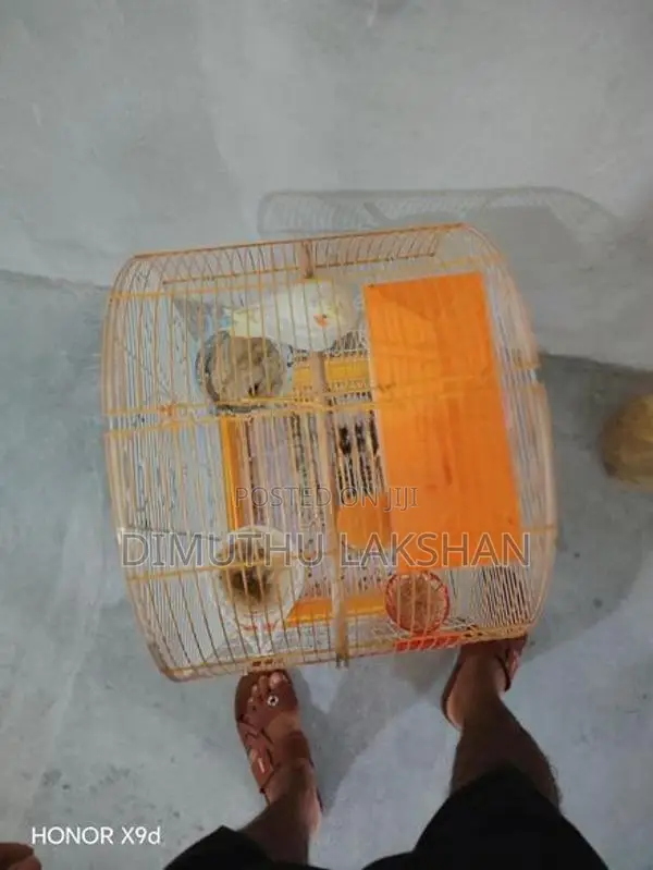 Cockatiel Bird