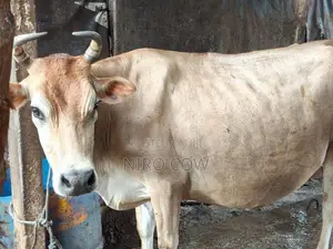 Farm Cow