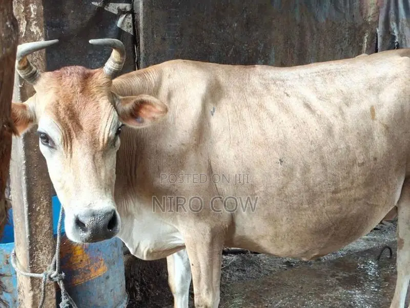 Farm Cow