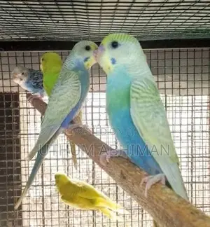 Love Birds With Cage