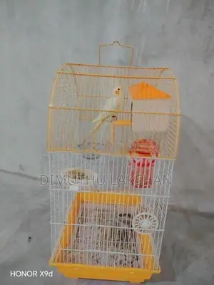 Cockatiel Bird