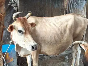 Farm Cow