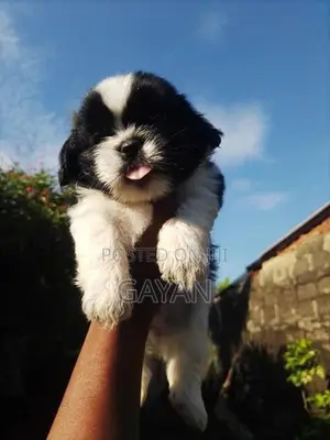 Shih Tzu Puppy