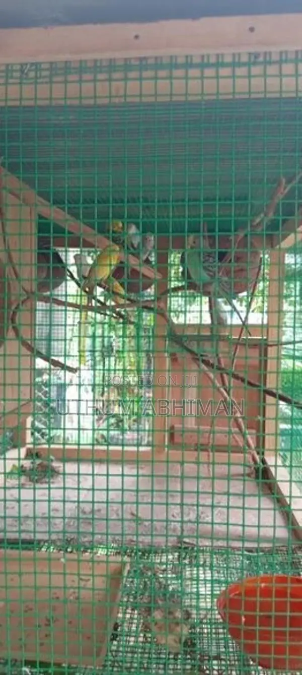 Love Birds With Cage