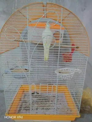 Cockatiel Bird