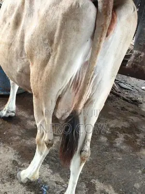 Farm Cow
