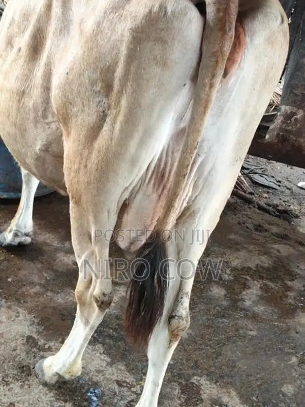 Farm Cow
