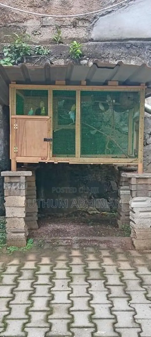 Love Birds With Cage