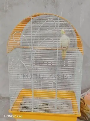 Cockatiel Bird