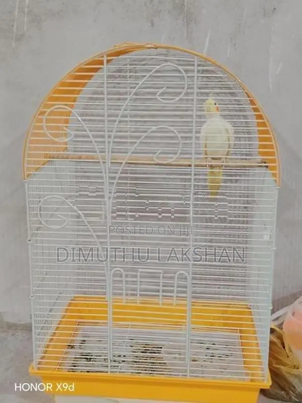 Cockatiel Bird
