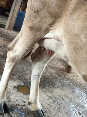 Farm Cow