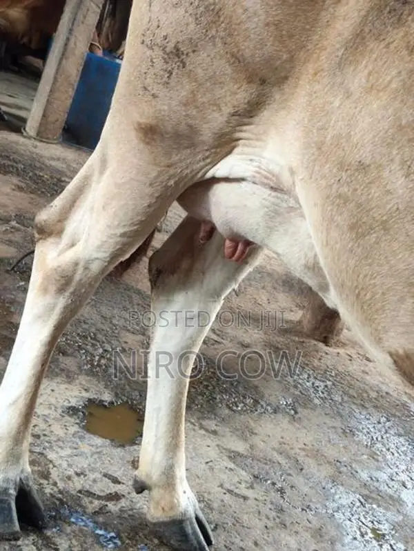 Farm Cow