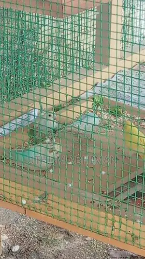 Love Birds With Cage
