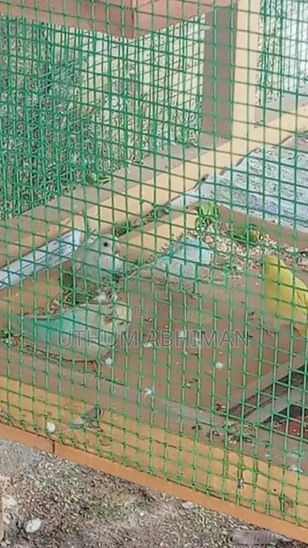Love Birds With Cage