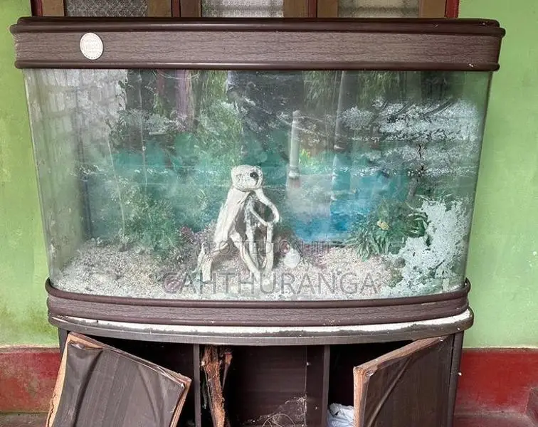 Import Fish Tank