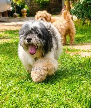 Shih Tzu Puppy