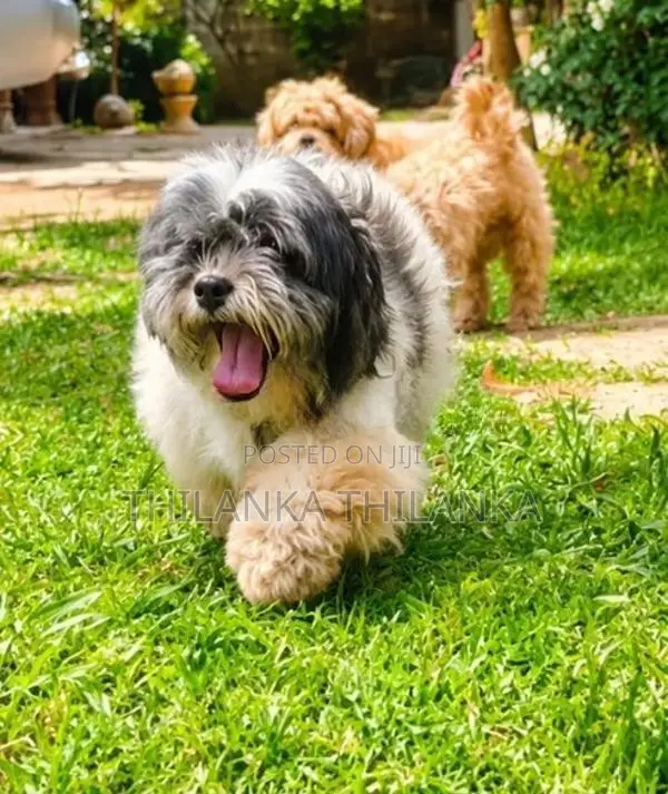 Shih Tzu Puppy