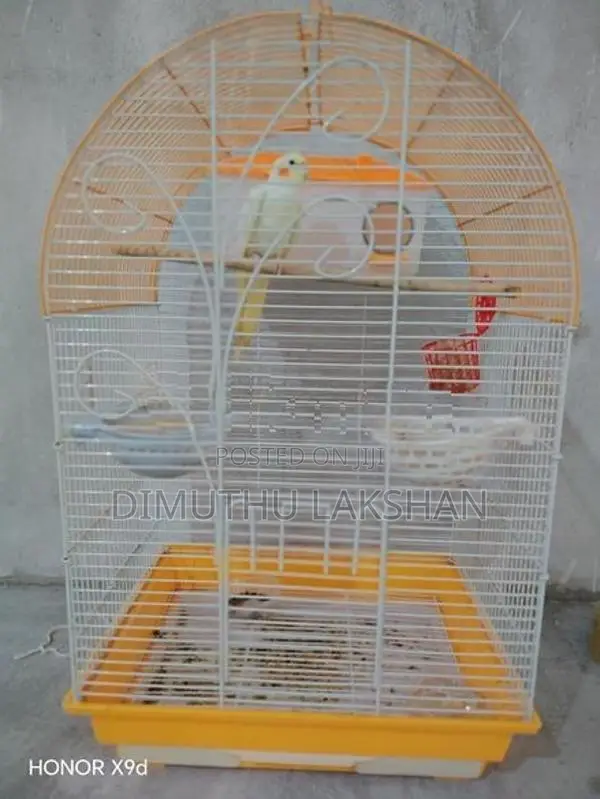 Cocktail Birds