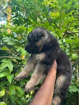 German shepherd
