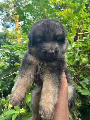German shepherd