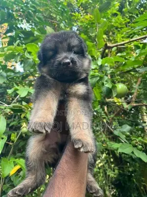 German shepherd