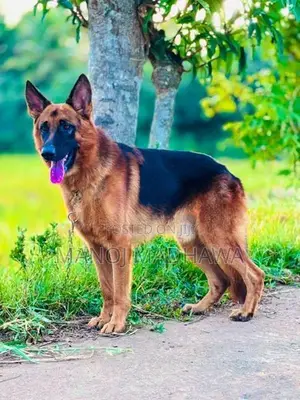 German shepherd