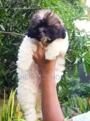 Shih Tzu Puppies