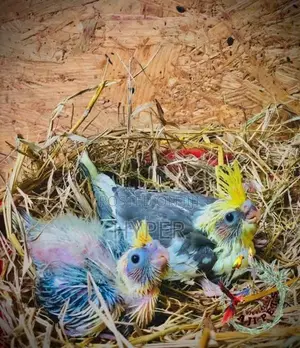 Cocktail Hand Feeding Size Chicks