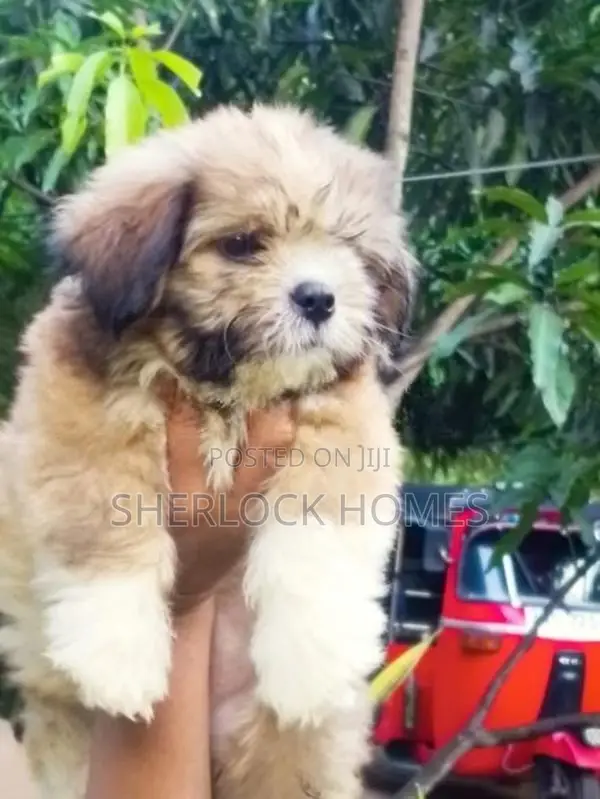 Shih Tzu Puppies