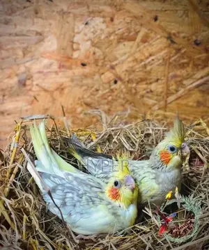 Cocktail Hand Feeding Size Chicks