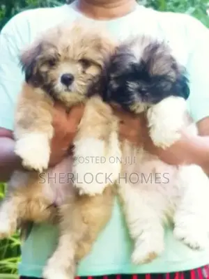 Shih Tzu Puppies