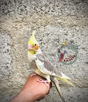 Cocktail Hand Feeding Size Chicks