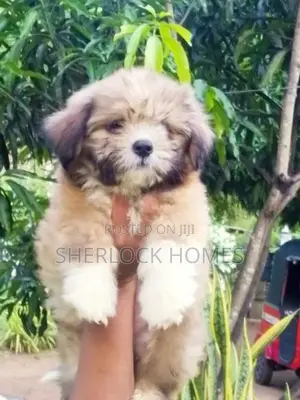 Shih Tzu Puppies