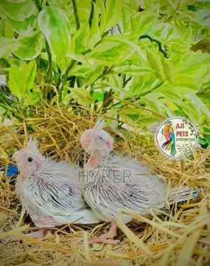 Cocktail Hand Feeding Size Chicks