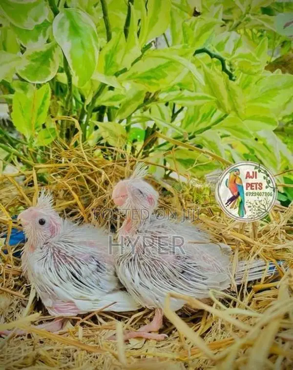 Cocktail Hand Feeding Size Chicks