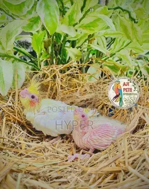 Cocktail Hand Feeding Size Chicks