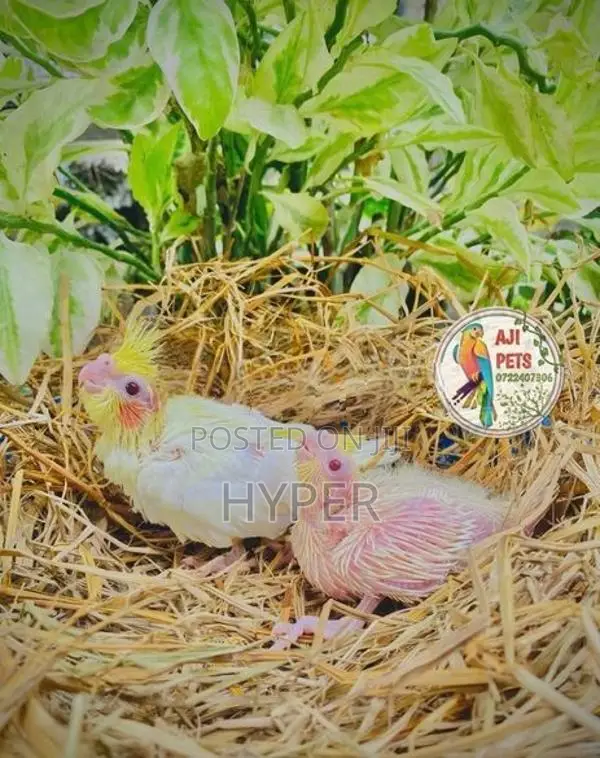 Cocktail Hand Feeding Size Chicks