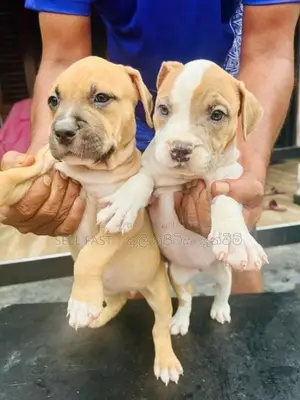 American Bully Puppies