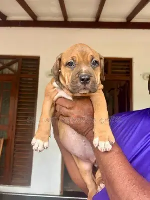 American Bully Puppies