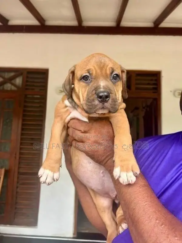 American Bully Puppies