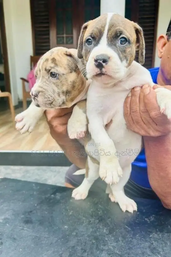 American Bully Puppies