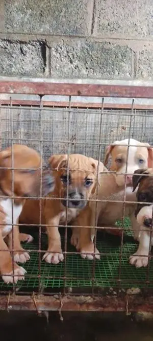 American Bully Puppies