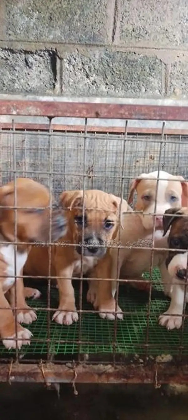American Bully Puppies