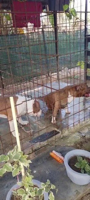 American Bully Puppies