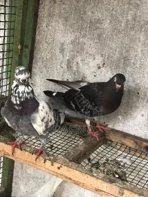 Pigeons