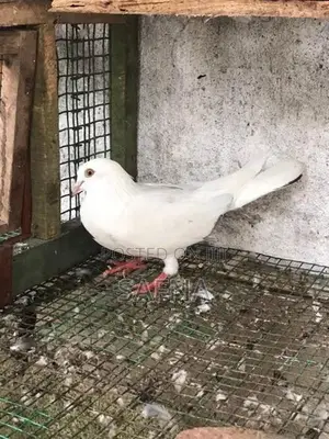 Pigeons