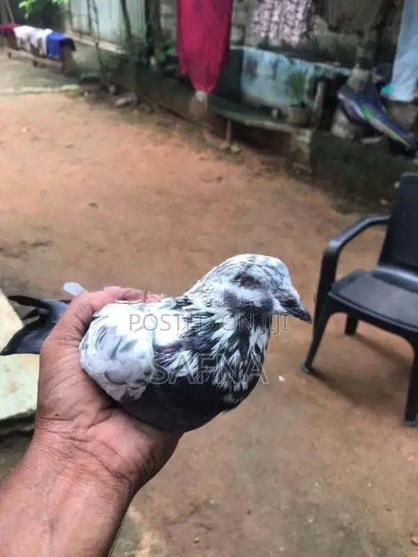 Pigeons