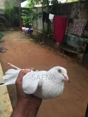 Pigeons