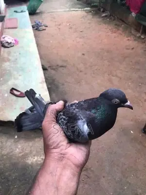Pigeons